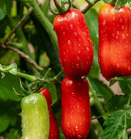 Imported tomatoes